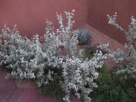 gray Wooly Butterfly Bush over Purple Robe (a few blooms), a Mescal Agave in the corner